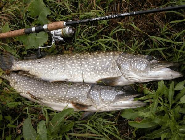 Каспийская щука