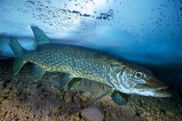 Щука обыкновенная