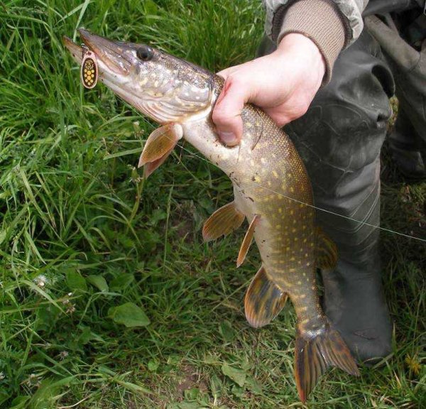 Гигантская щука маскинонг