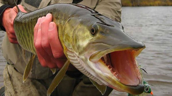 Прудовая щука