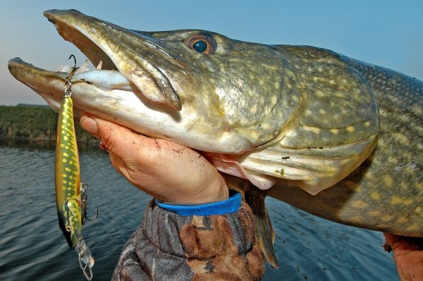 Рыбак с щукой