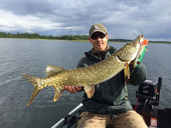 Шутки про окуня