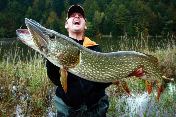 Рыба щука Esox Lucius