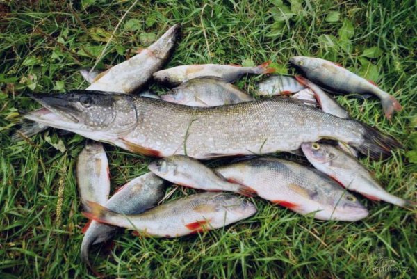 Рыбы озера Байкал