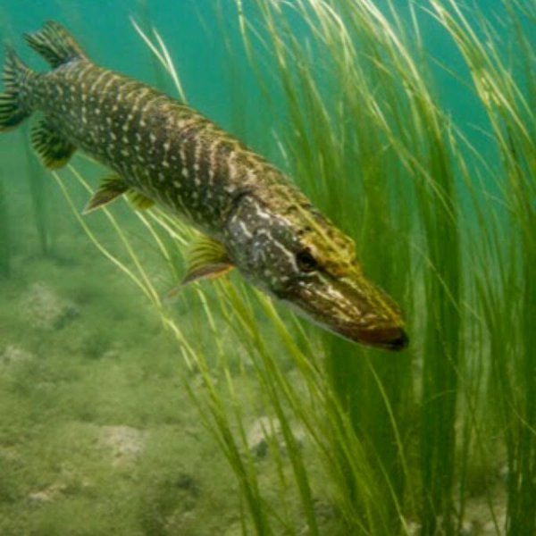 Красивая рыбалка