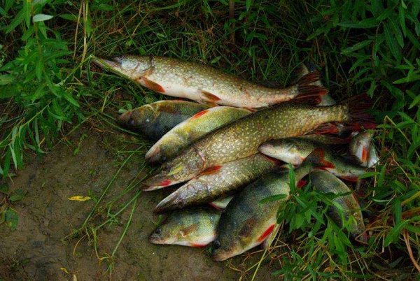 Озеро Ильмень щука