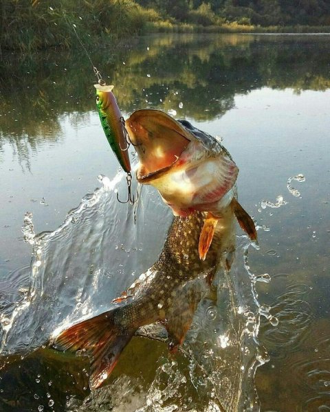 Вертушки на щуку