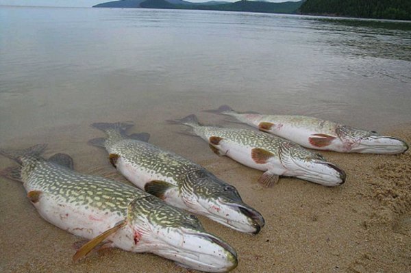 Трофейная щука на спиннинг