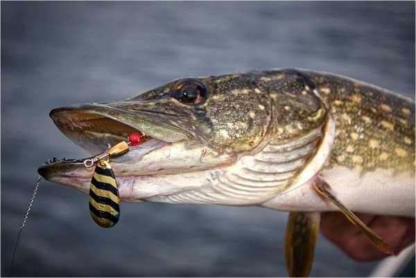 Ловля огромных щук