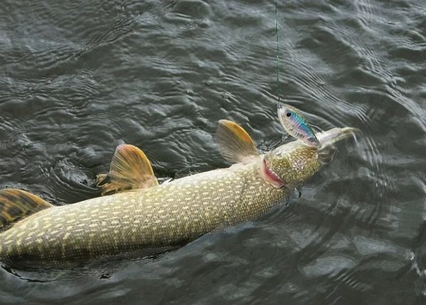 Щука в водоеме