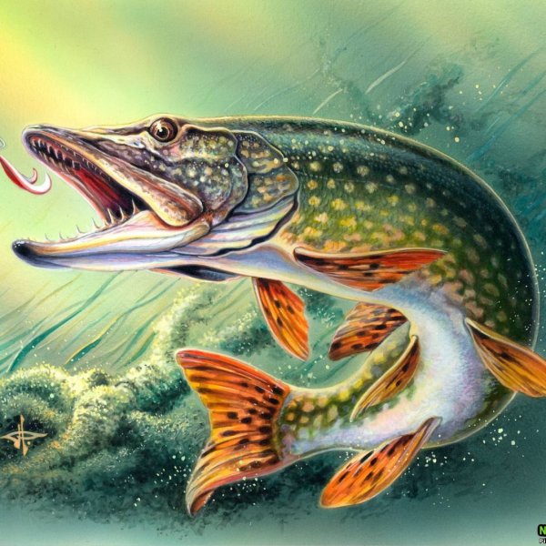 Травяная щука