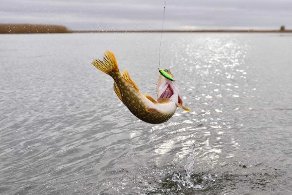 Рыбак с большой рыбой