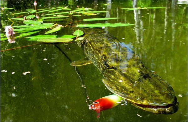 Веселая щука