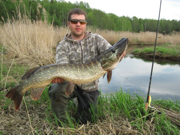 Щука мультяшный