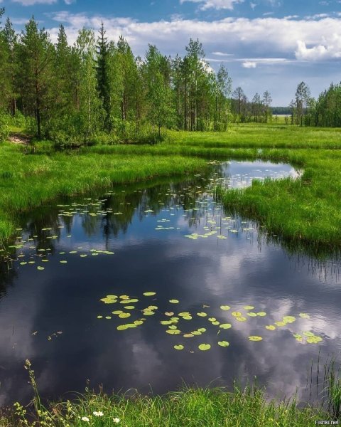 Природа Пинежского района Архангельской обл