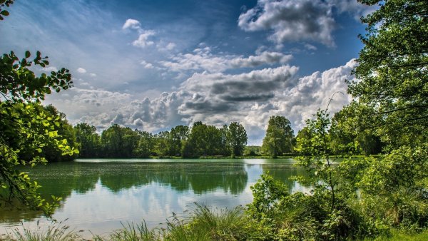 Лесная Поляна природа лес река