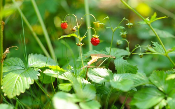 Земляника мускусная