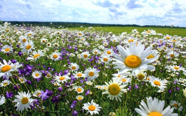 Красивая природа