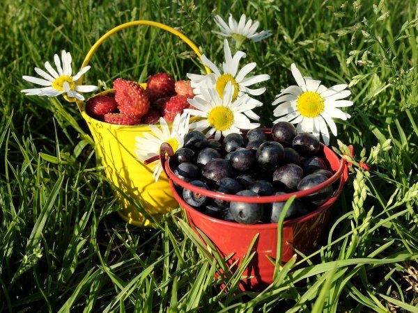 Природа ромашки