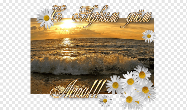 Ромашки картинки