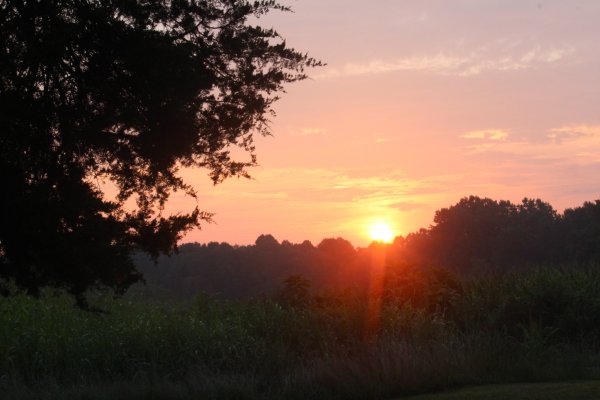 Утро в поле