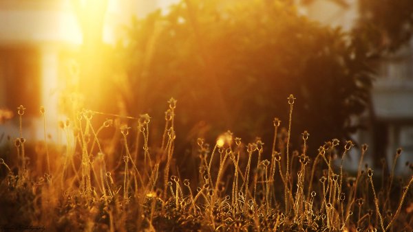 Летняя атмосфера