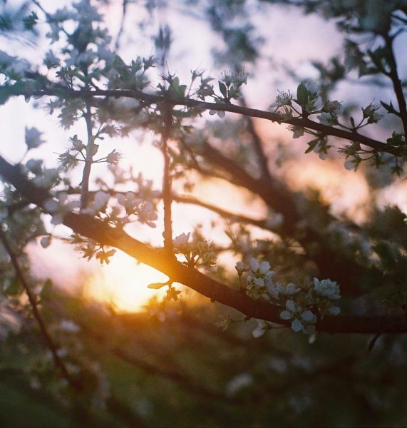 Солнечная Поляна Эстетика