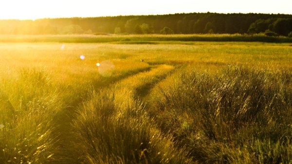 Залитый солнцем луг