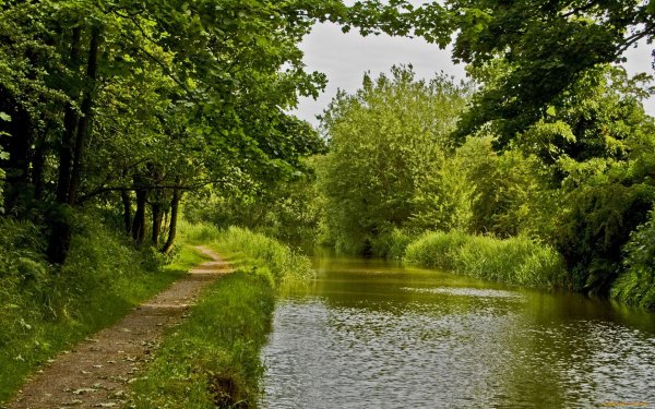Деревья вдоль реки