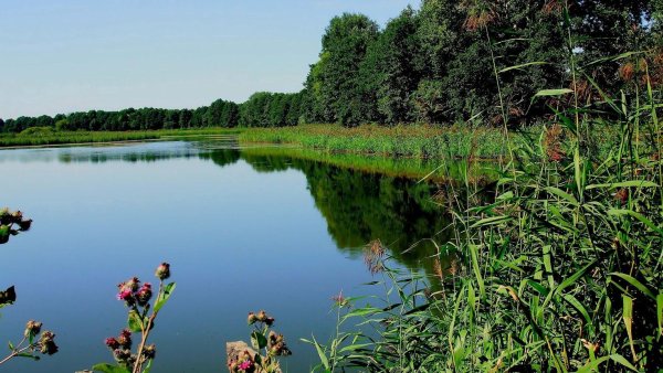 Летний водоем