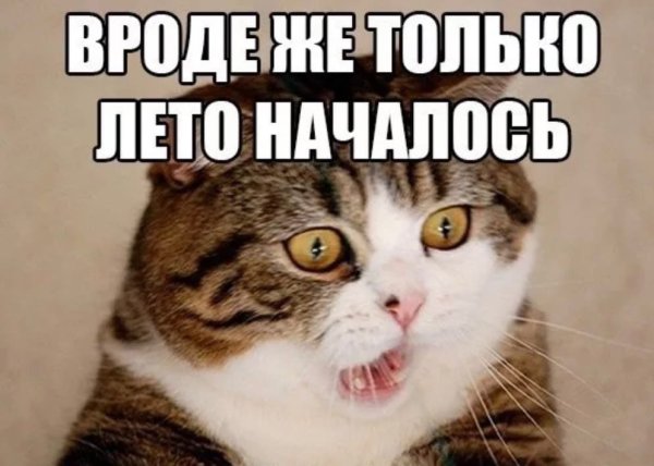 Лето и цветы высказывания