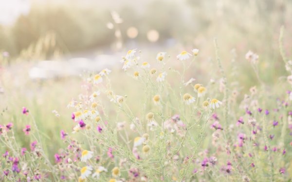 Летние цветы светлые