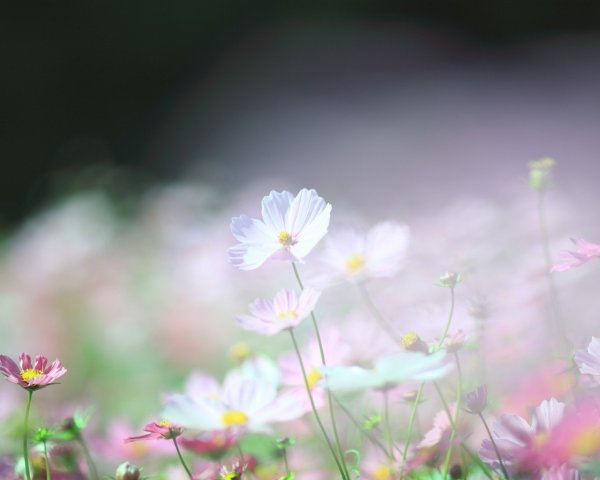 Нежные обои на рабочий стол