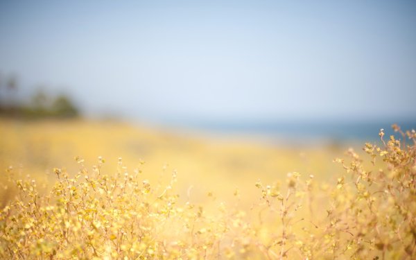 Природа в бежевых тонах