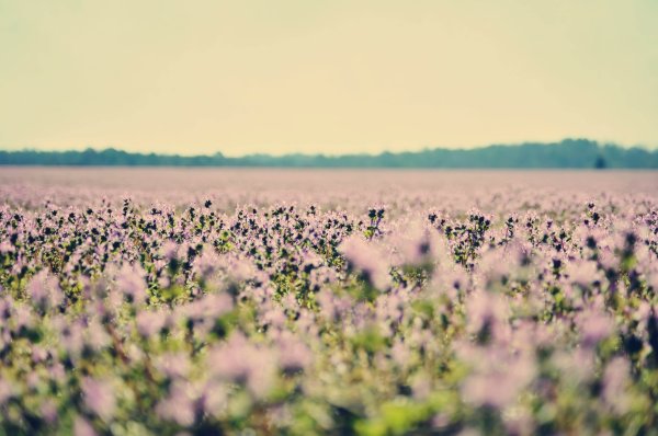 Природа в пастельных тонах