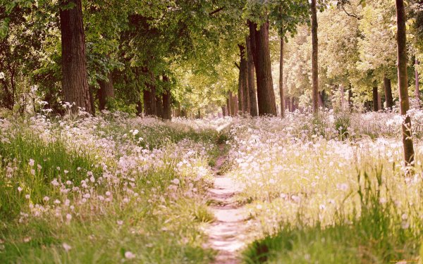 Красивая тропинка