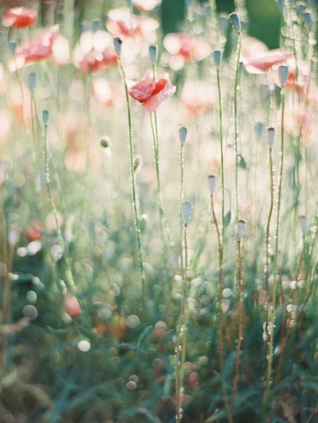 Полевые цветы в пастельных тонах