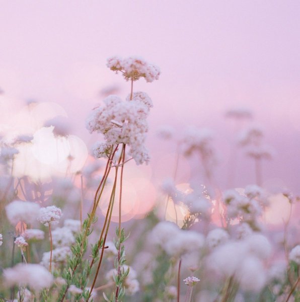 Цветы в пастельных тонах