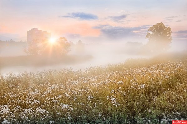 Туманное утро