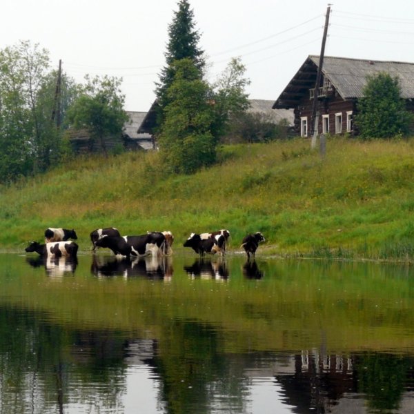 Деревенские мотивы