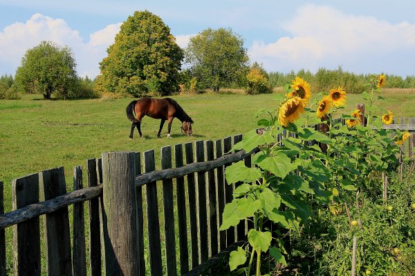 Жаркое лето в деревне