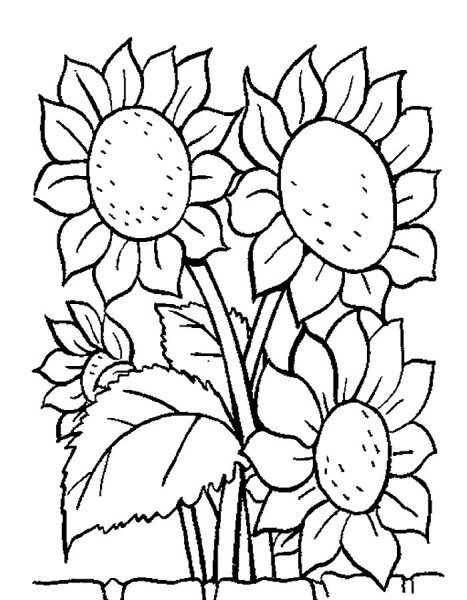 Раскраска природа