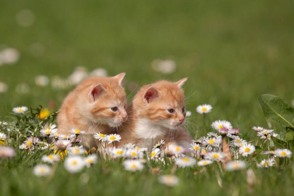 Котики на природе летом