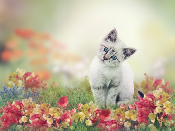 Котята фото
