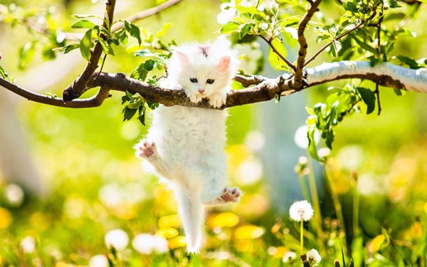 Лето природа животные