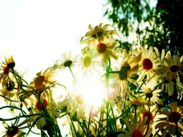 Веселое лето