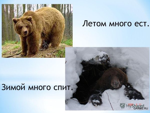 Медведь готовится к зиме