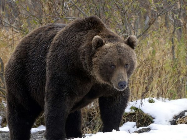 Ursus arctos Piscator