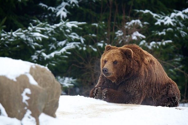 Бурый медведь зима