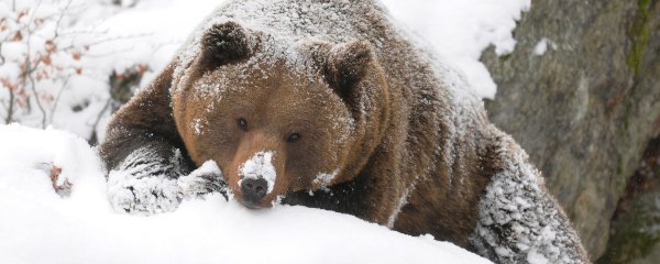 Мурманск медведи